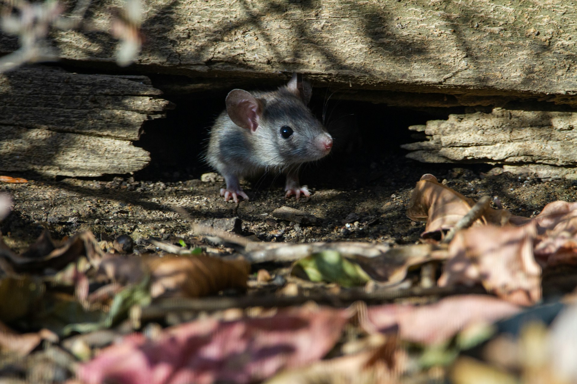 white and gray rodent on brown dried leaves