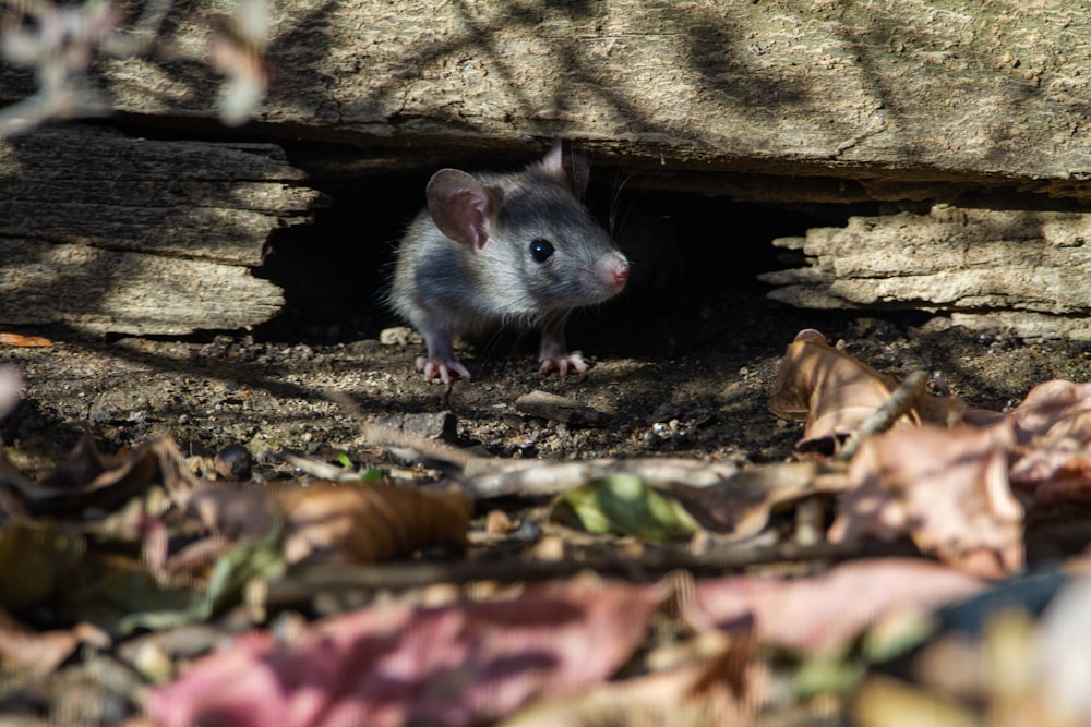 white and gray rodent on brown dried leaves