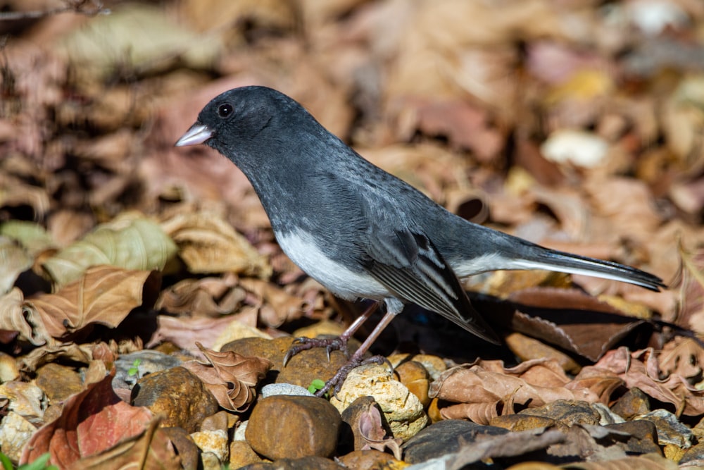black and white bird on brown leaves