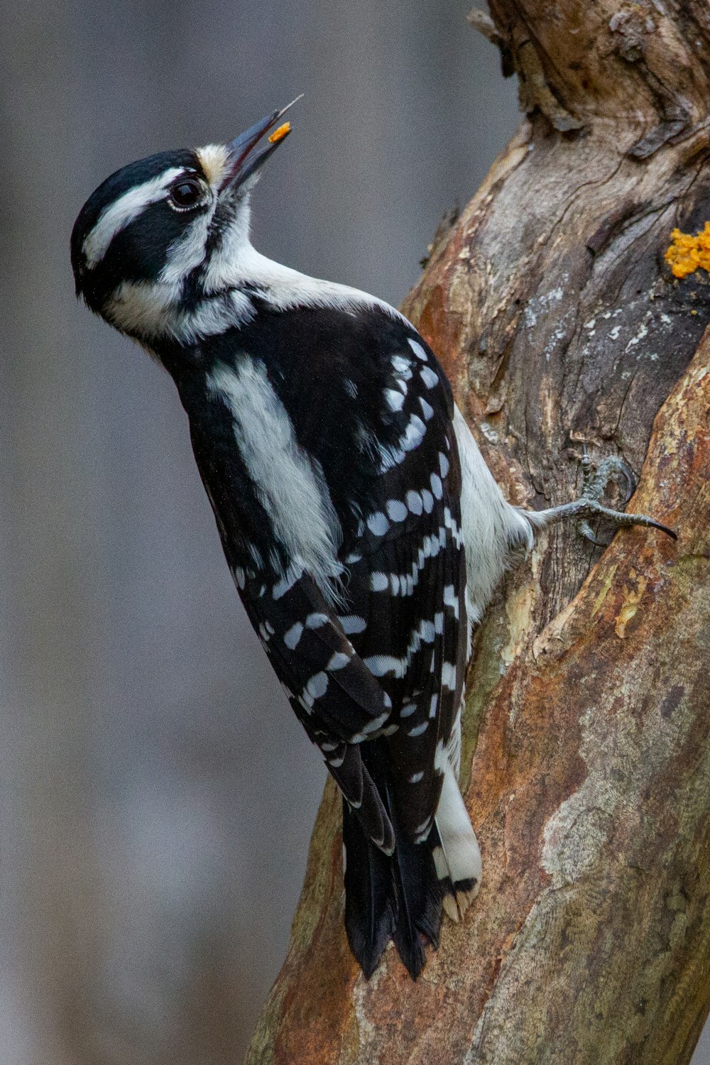 black and white bird on brown tree branch