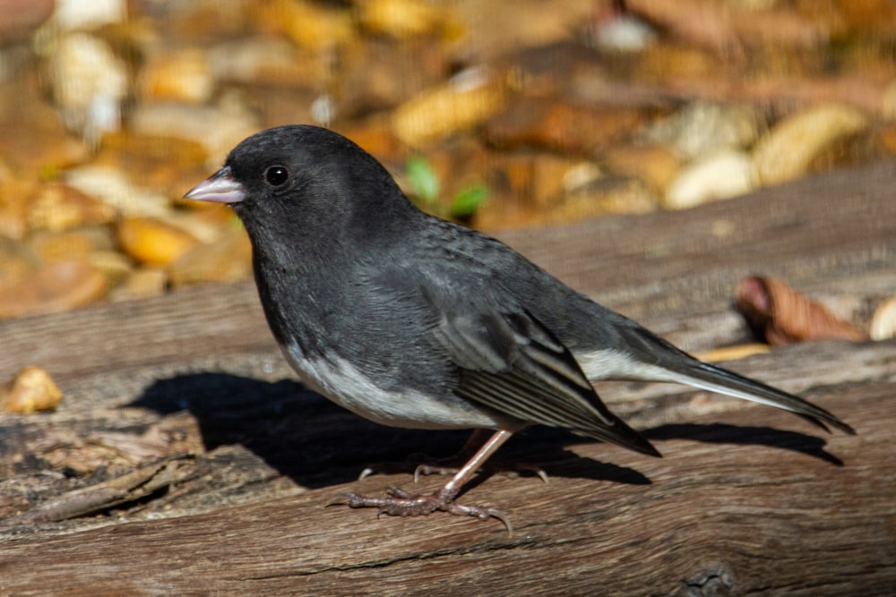 schwarzer und grauer Vogel am braunen Ast