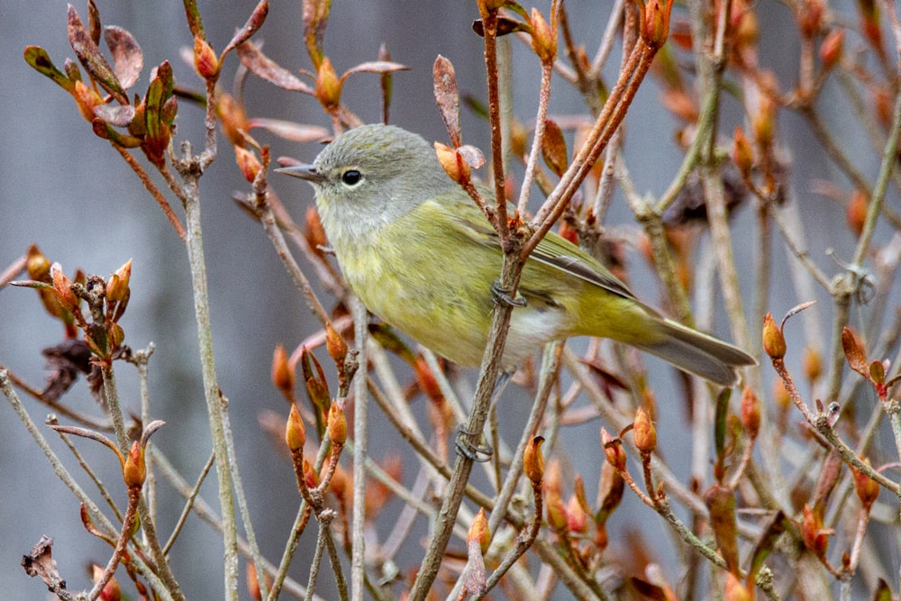 yellow and gray bird on brown tree branch during daytime