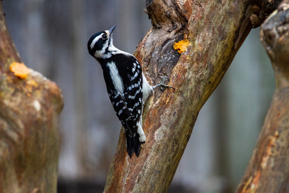 black and white bird on brown tree branch