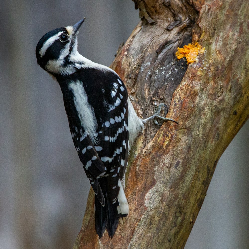 black and white bird on brown tree branch