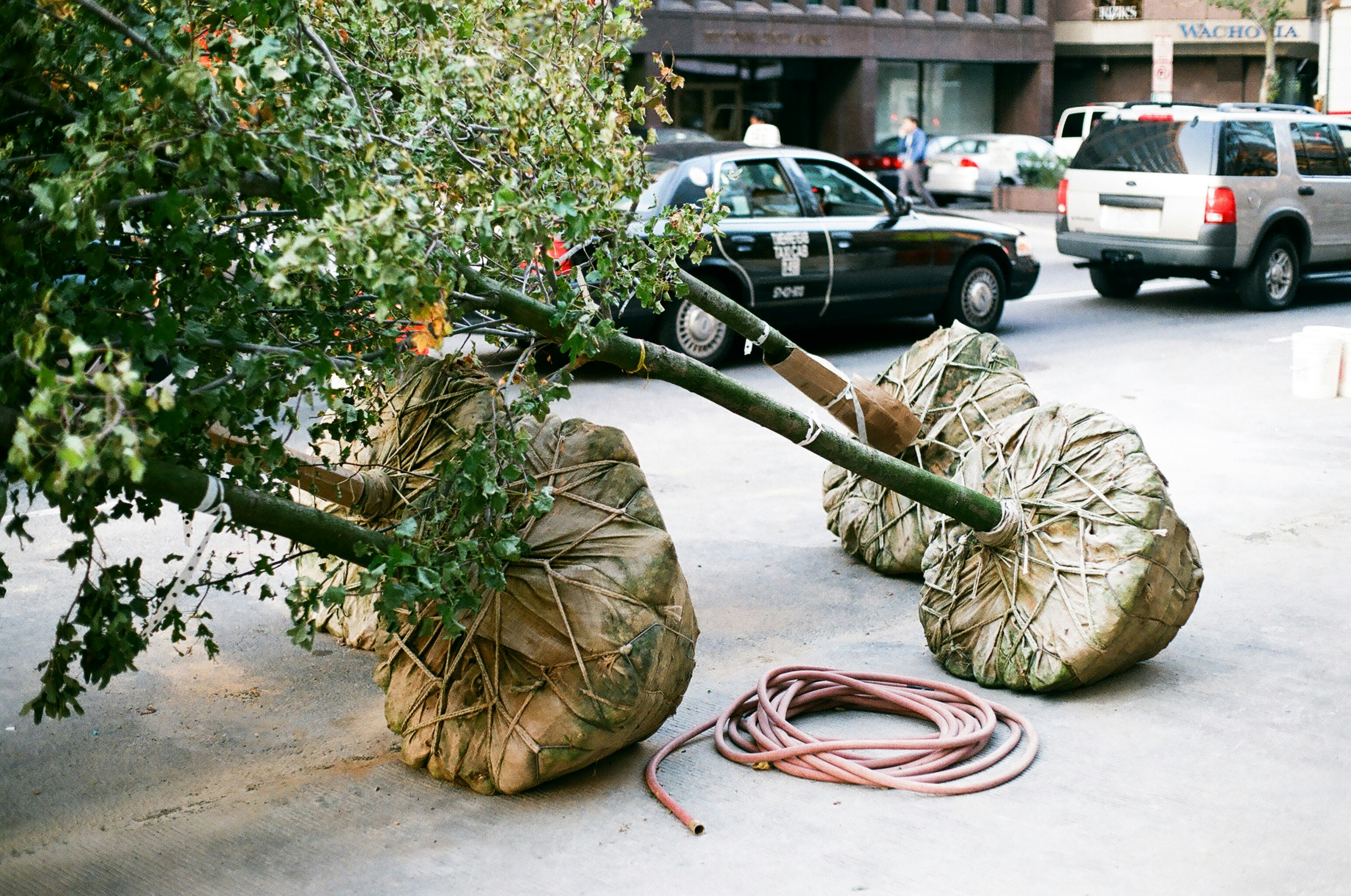 emergency-tree-service