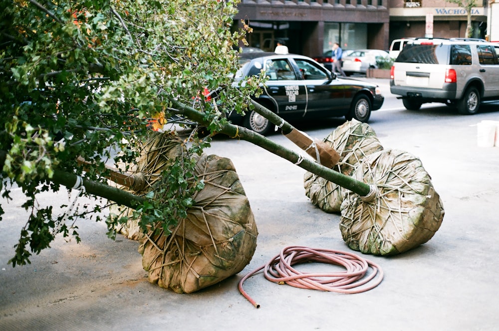 brown rope on brown wooden log