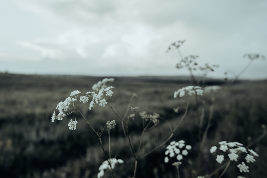 yellow flower field under cloudy sky during daytime