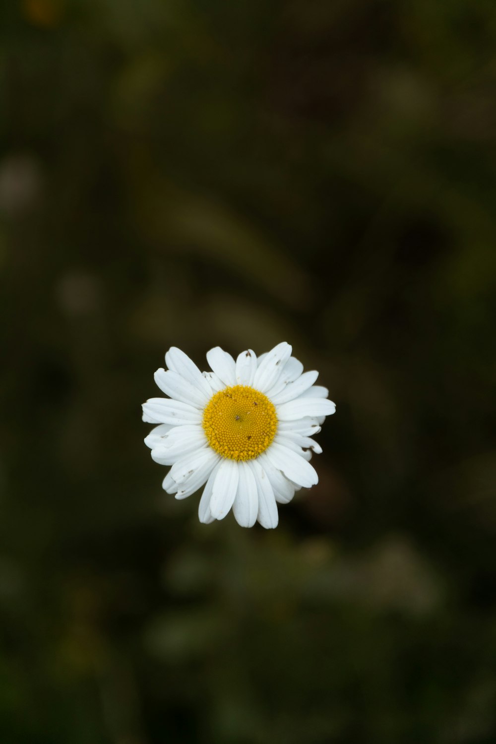 white daisy in bloom during daytime