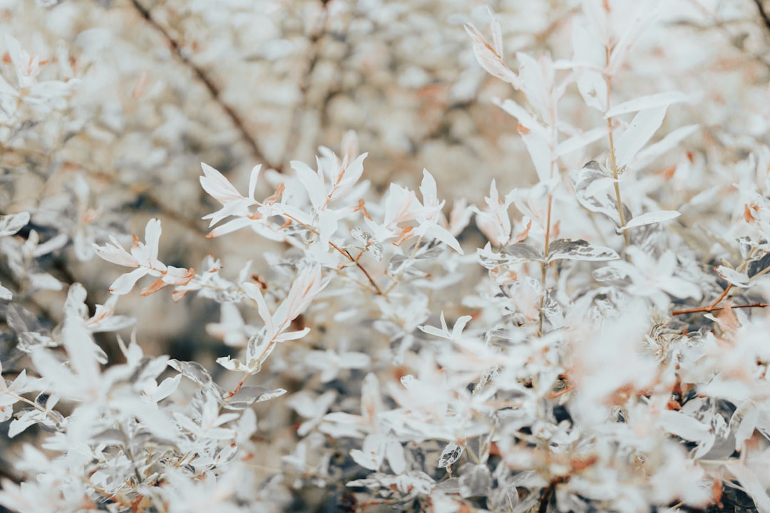 white flowers in tilt shift lens