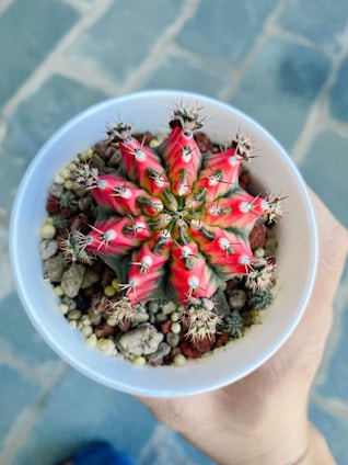 A colorful hand-painted pot featuring floral designs, holding a blooming cactus.