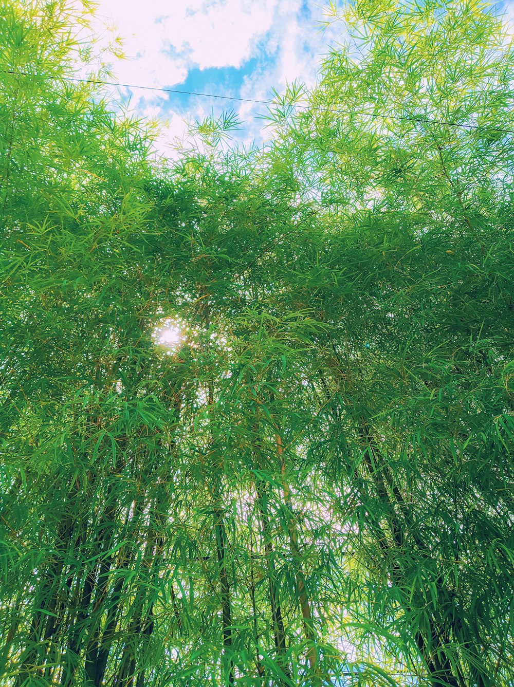 green grass field under blue sky during daytime