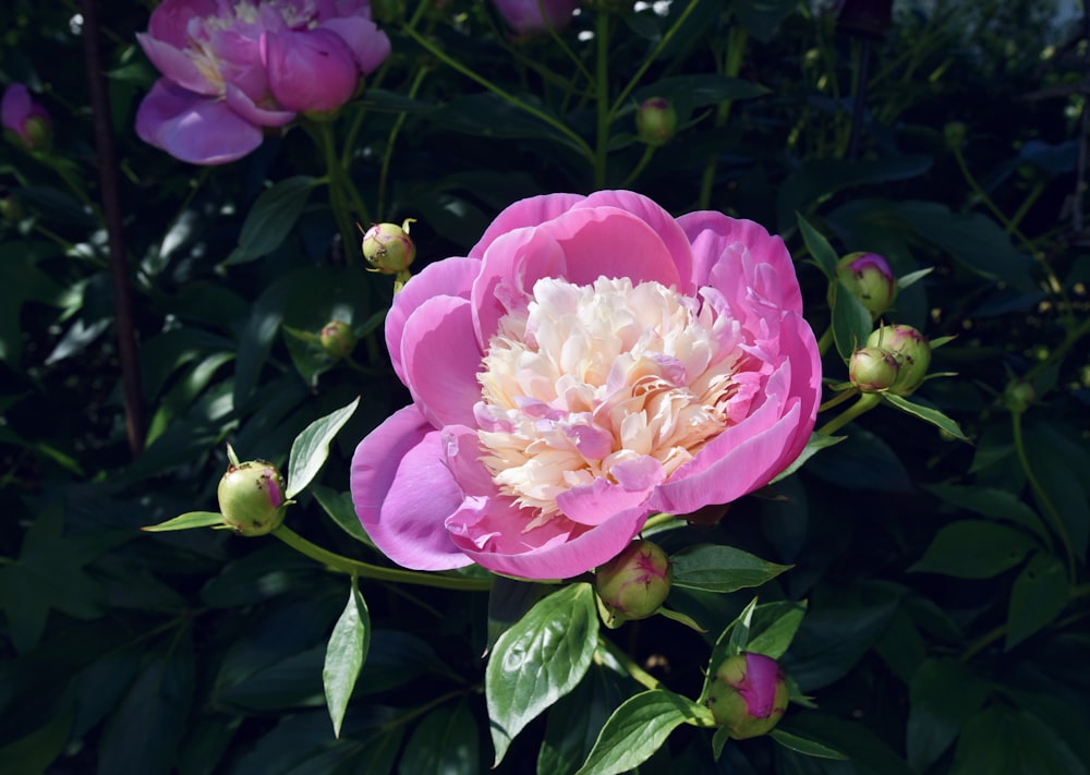 pink flower with green leaves