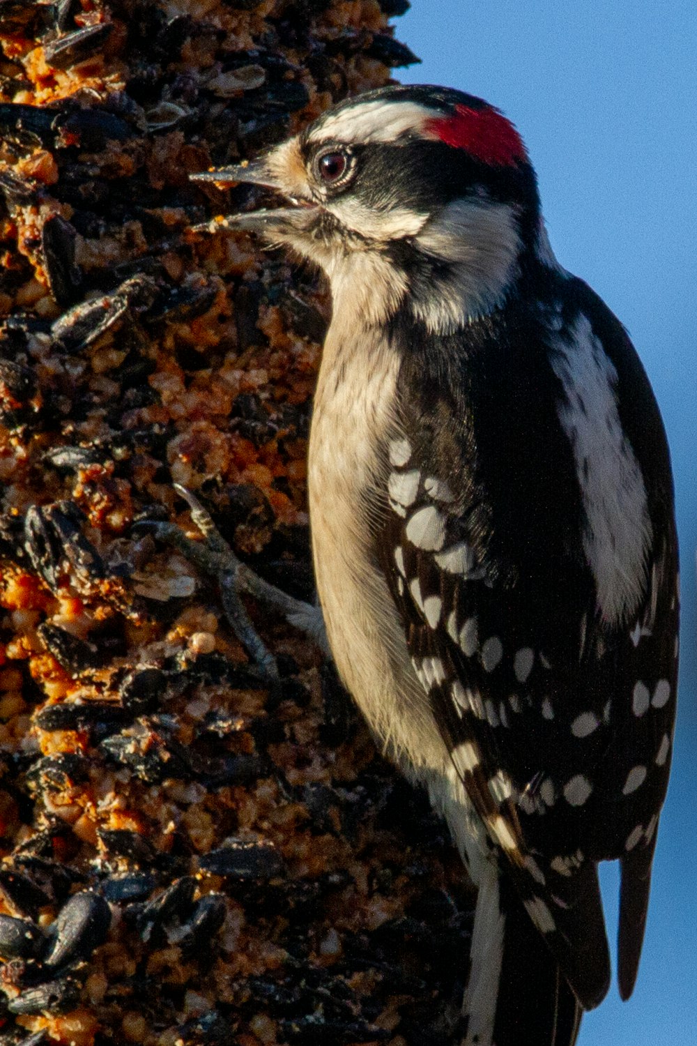 black and white bird on brown tree branch