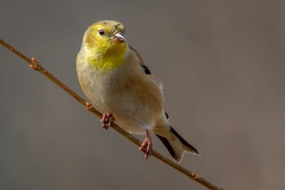 yellow and gray bird on brown tree branch