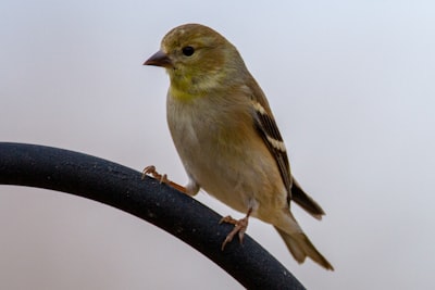 yellow and black bird on tree branch