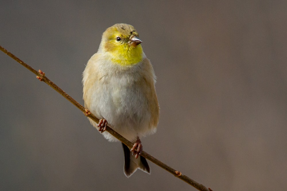 yellow and white bird on brown tree branch