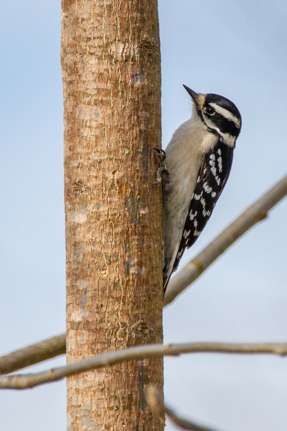 black and white bird on brown tree branch