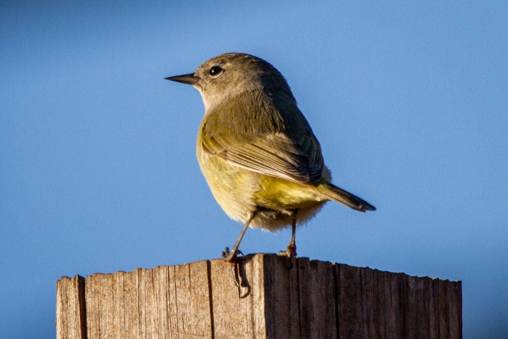 gray and yellow bird on brown wooden fence