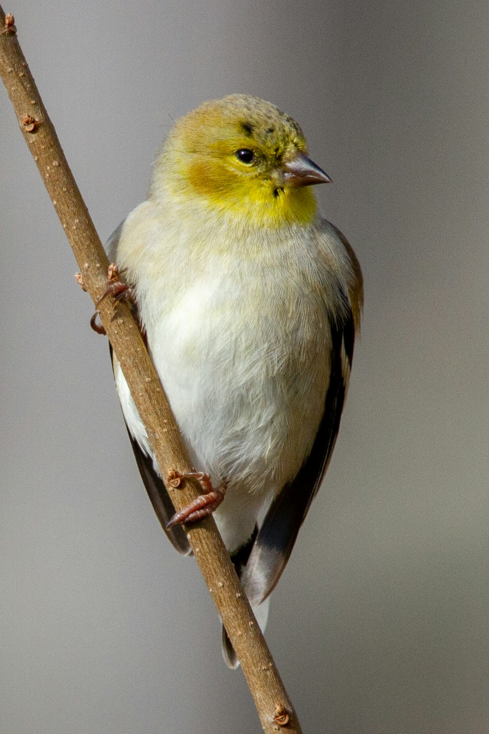 Ein kleiner gelb-weißer Vogel sitzt auf einem Ast