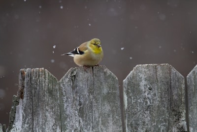 yellow and black bird on brown wooden fence