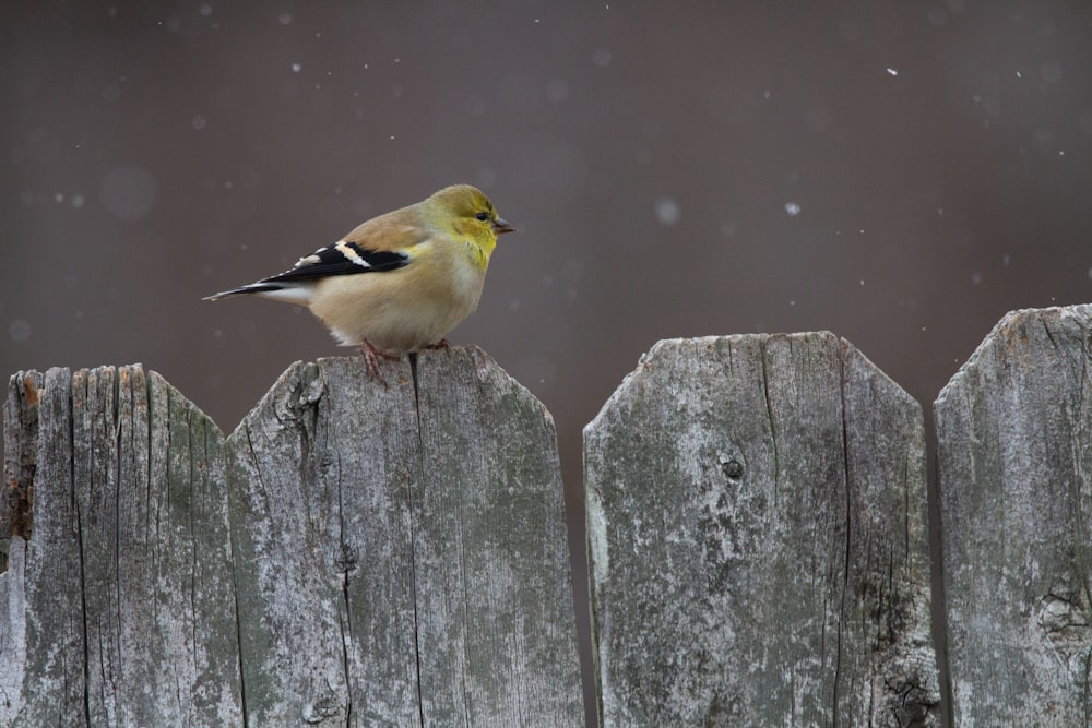 yellow and black bird on brown wooden fence