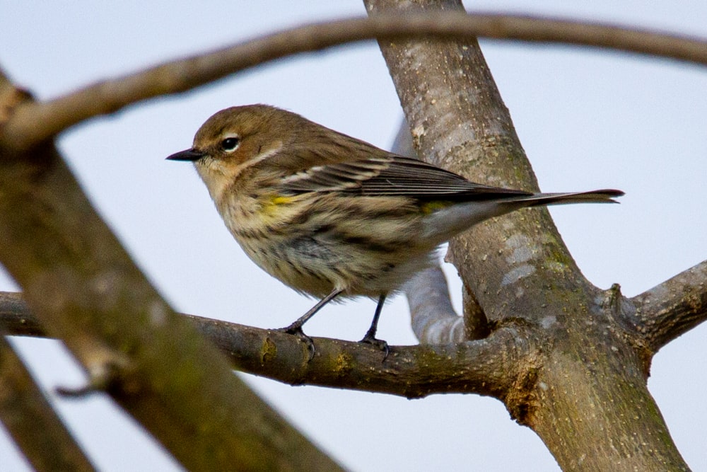 brown bird on brown tree branch