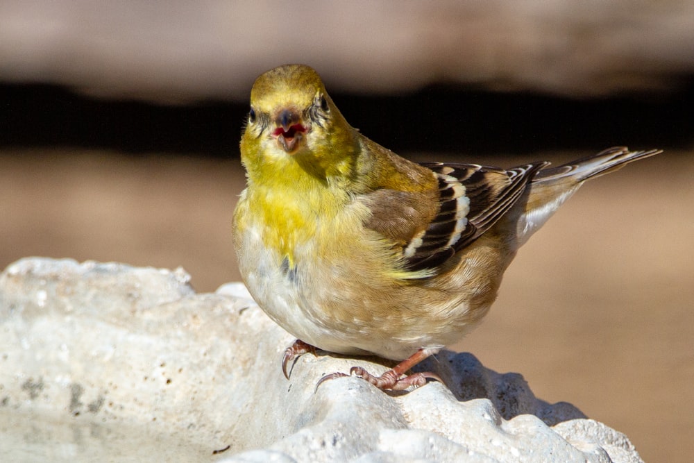 yellow and black bird on white rock