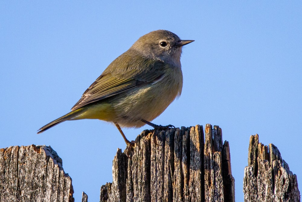 gray and yellow bird on brown wooden stick