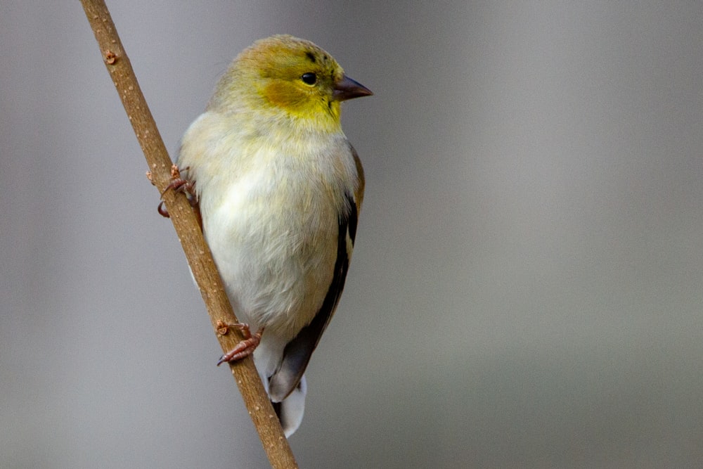 yellow and black bird on brown tree branch