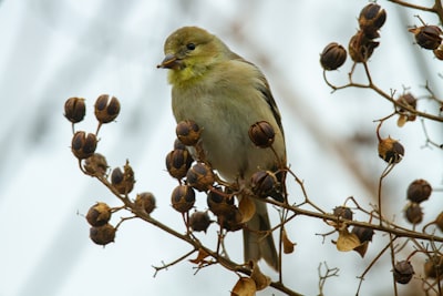 yellow bird perched on brown tree branch