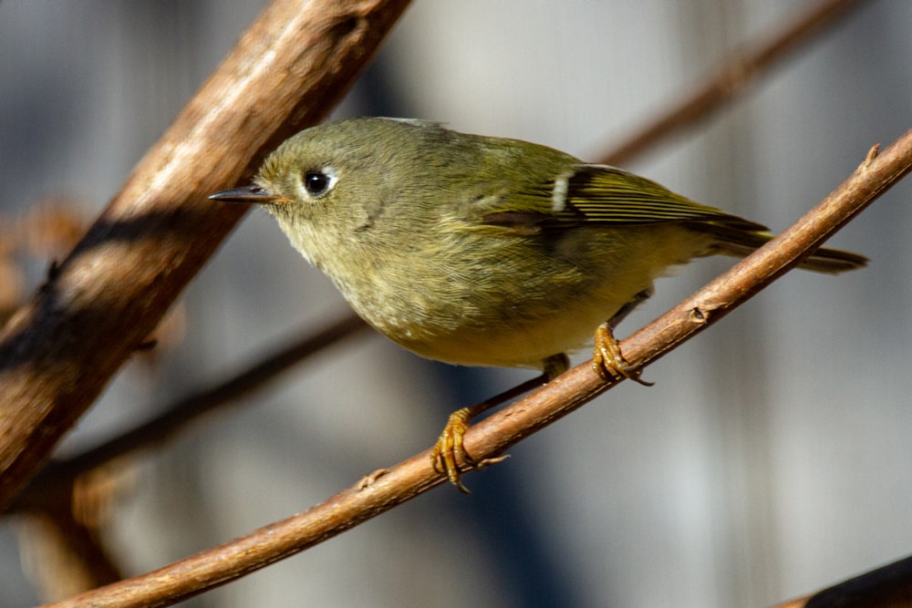 green bird on brown tree branch