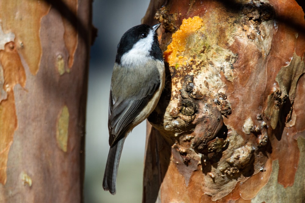 black and white bird on tree branch