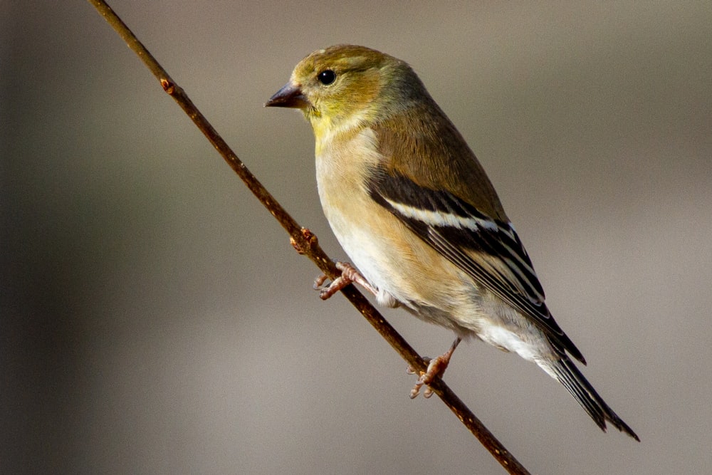 yellow and black bird on brown tree branch