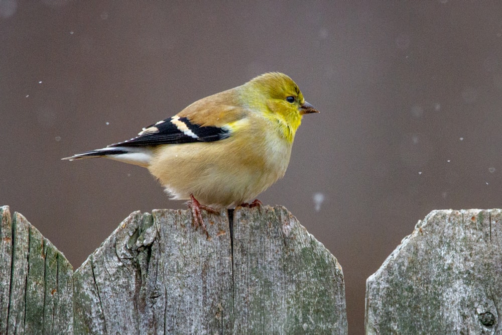 yellow black and white bird on gray wooden fence