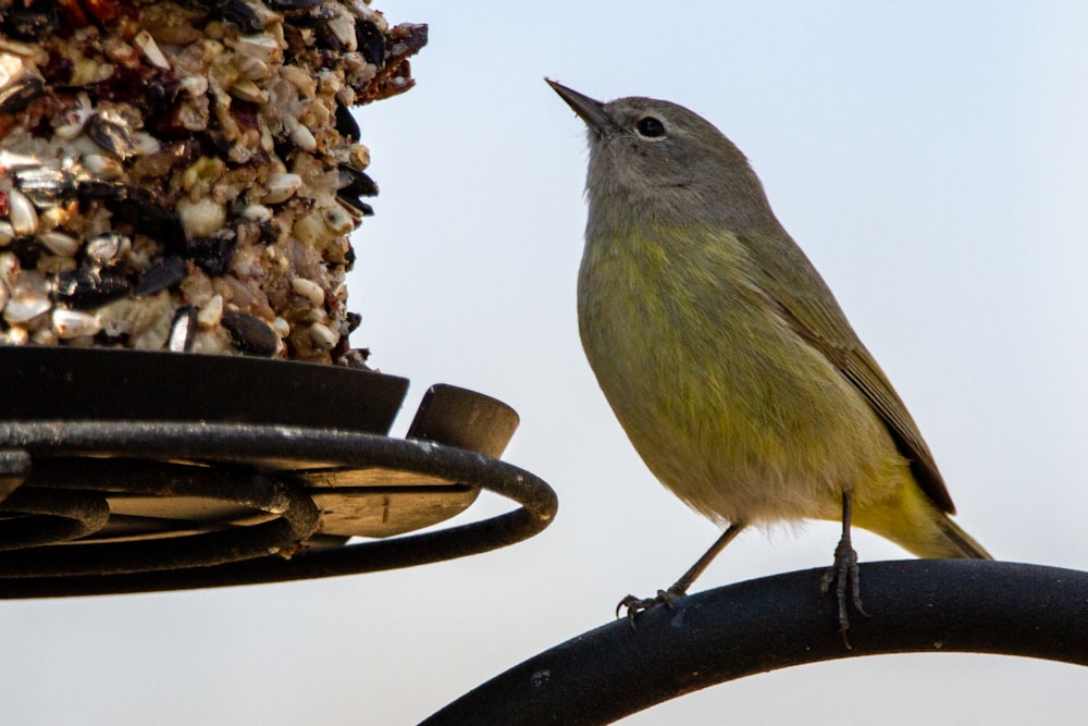 yellow and gray bird on black metal round plate