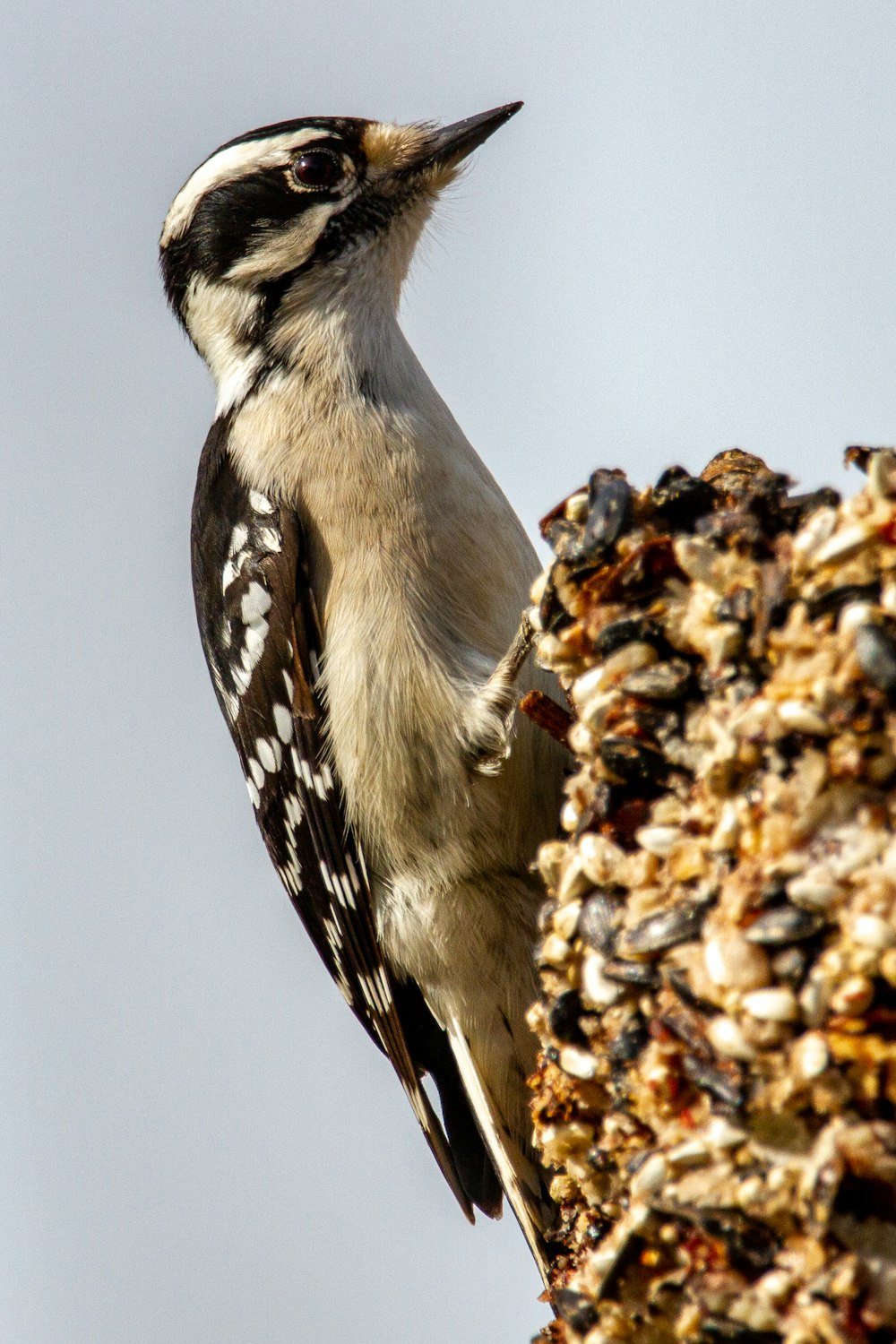 white and black bird on brown wooden stick