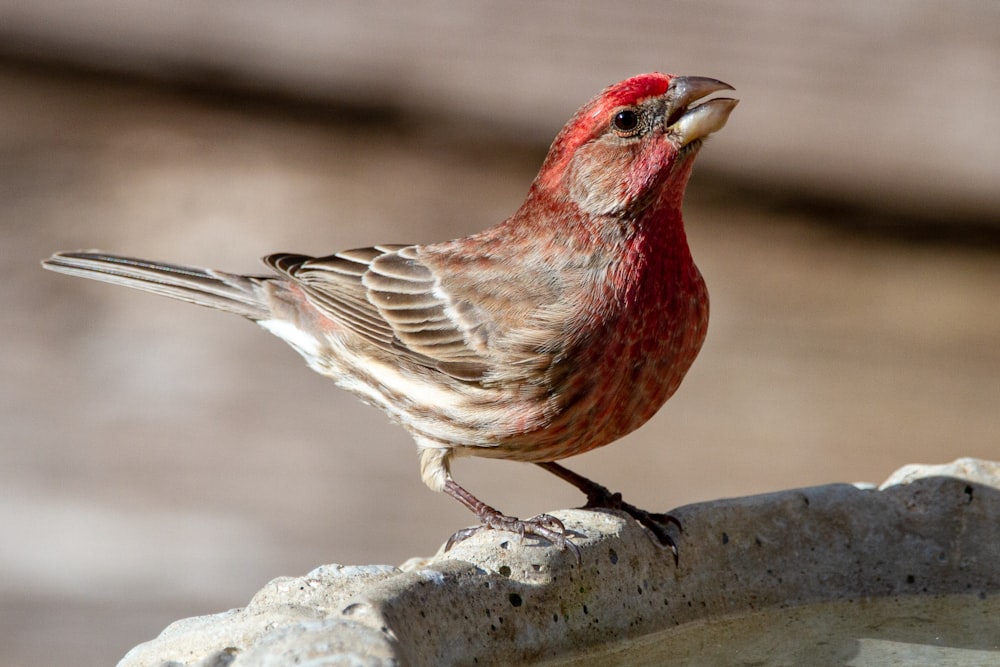 red and brown bird on gray rock