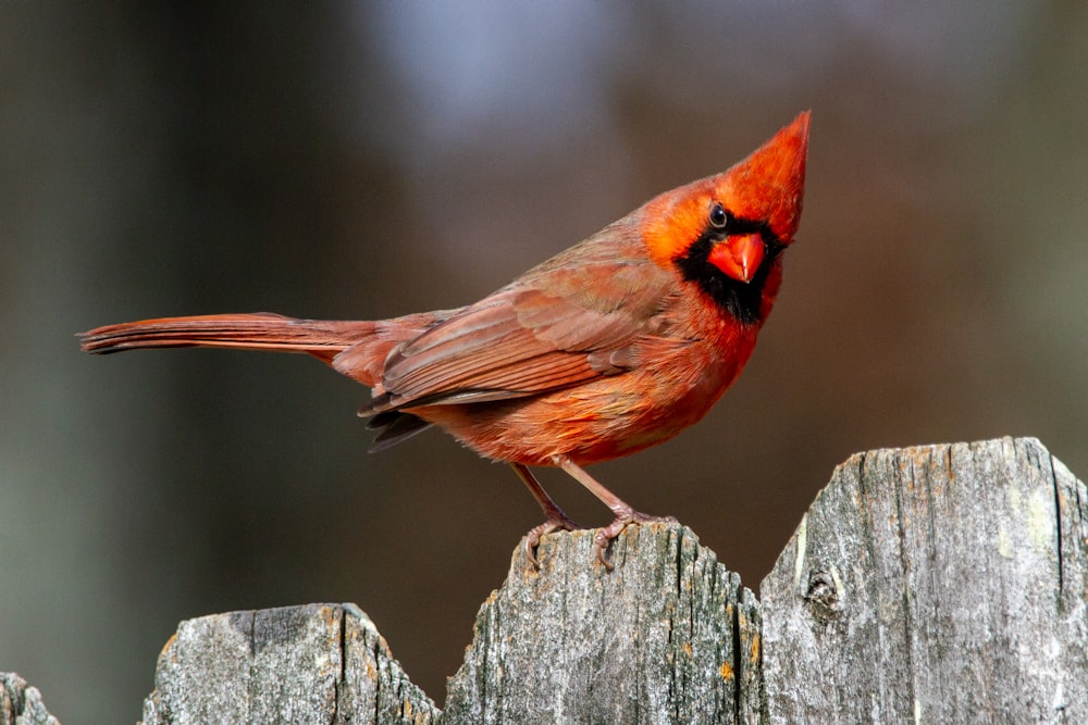 brown bird perched on gray wooden fence