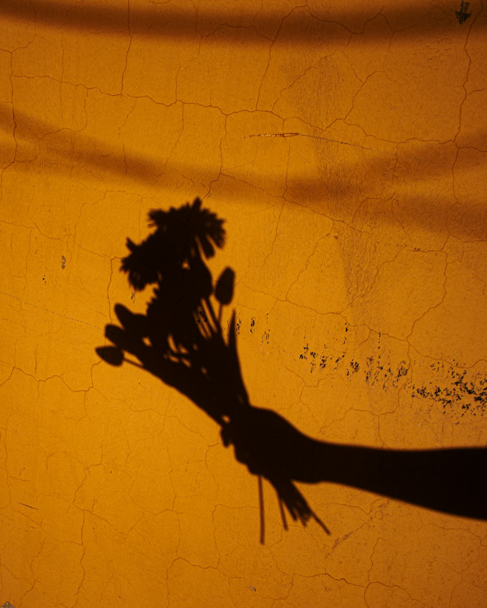 shadow of person holding sunflower