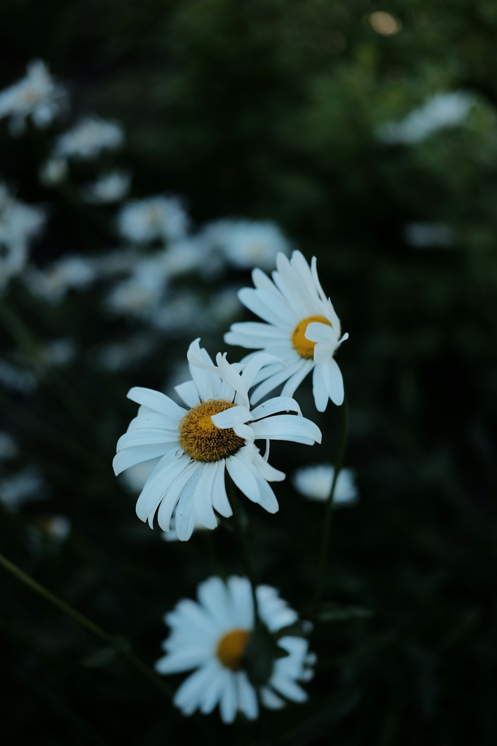 Weißes Gänseblümchen blüht tagsüber