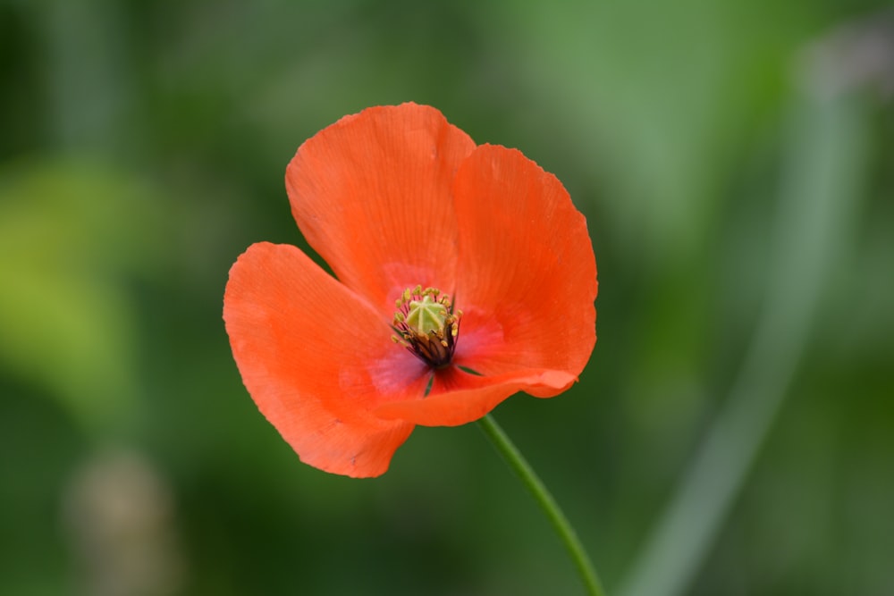 red flower in tilt shift lens