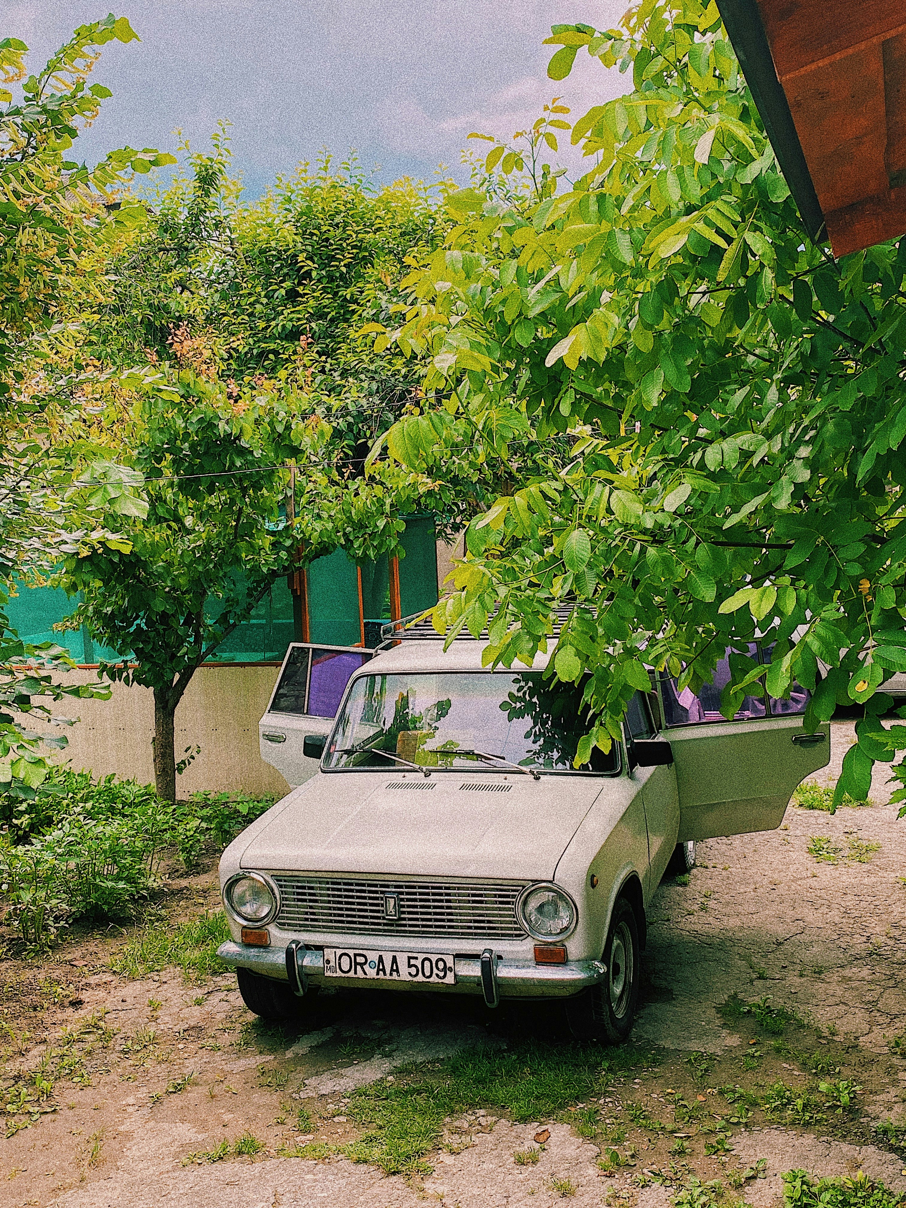 green car parked beside green tree during daytime