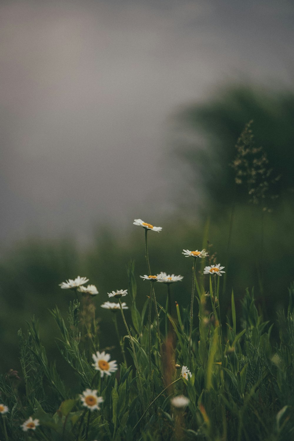 white daisy flower in bloom during daytime