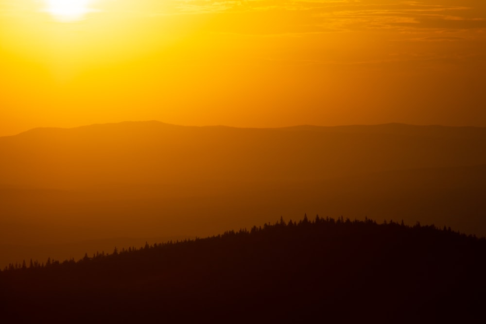 silhouette d’arbres au coucher du soleil