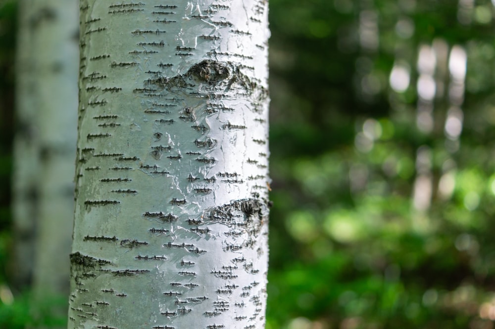 white and black tree trunk