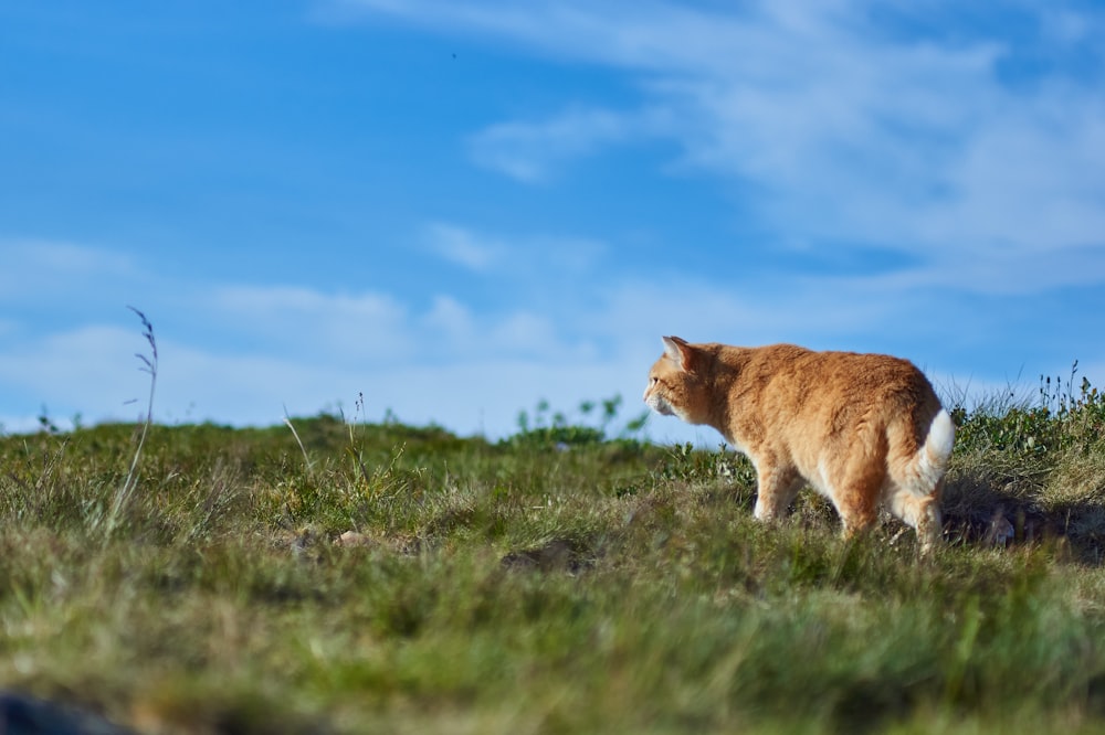 orangefarbene Tabby-Katze tagsüber auf grünem Rasenfeld unter blauem Himmel