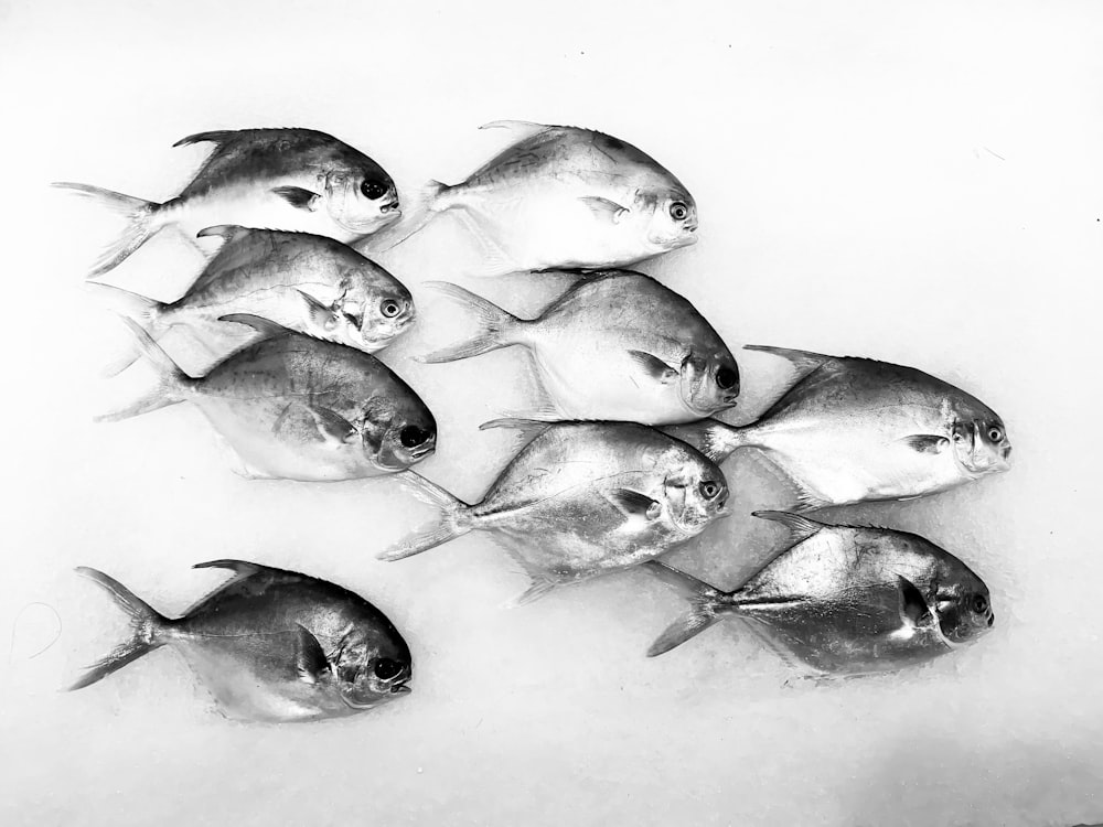 grayscale photo of fish on water