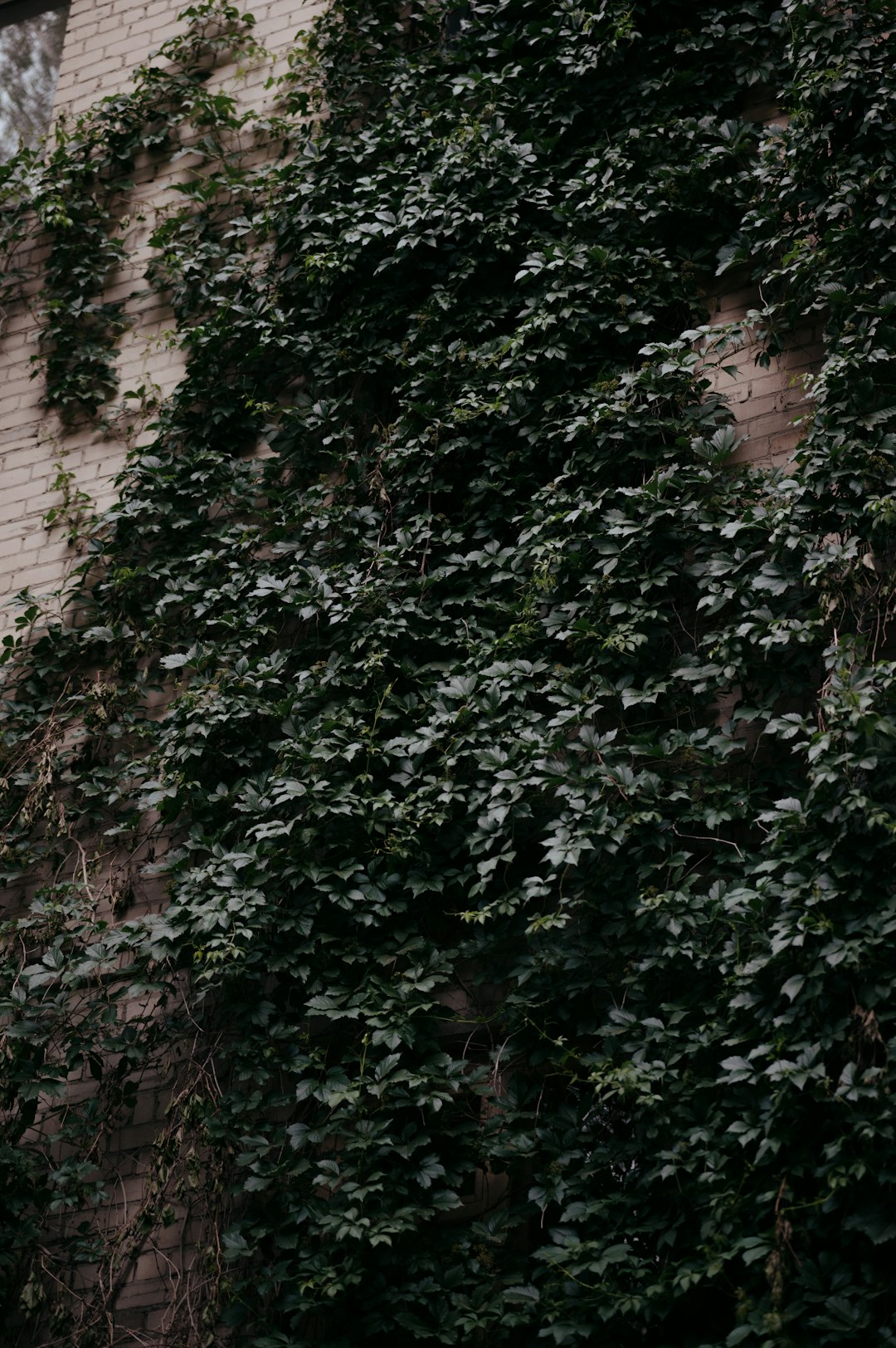 green plant near brown brick wall