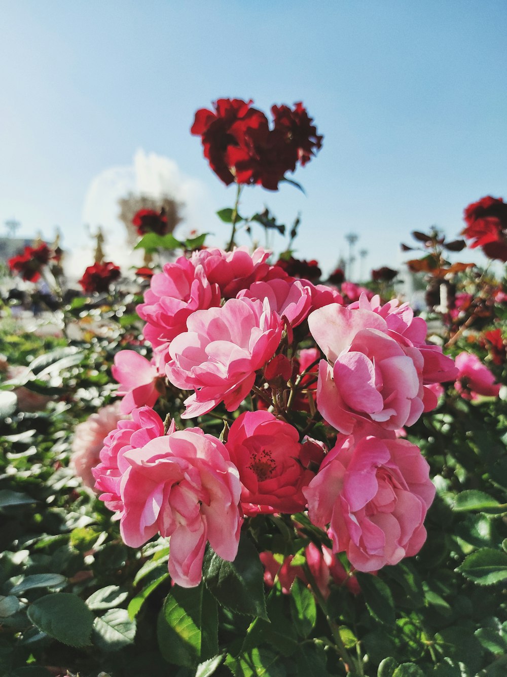 pink roses in bloom during daytime