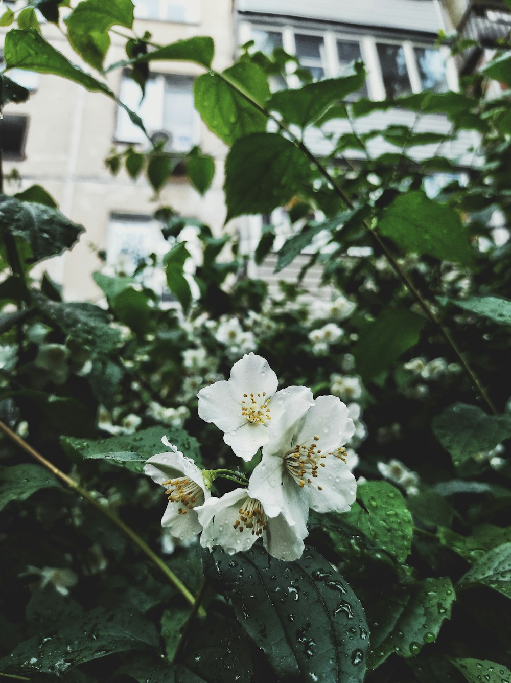 white flowers with green leaves